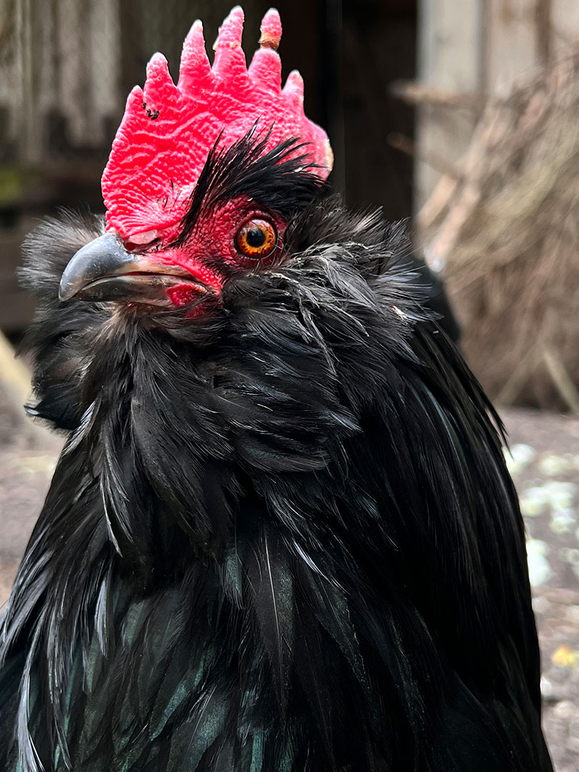 2023-05-24-stolz-IMG_4282-mh-6 Stolz (Foto: Manuela Hahnebach)