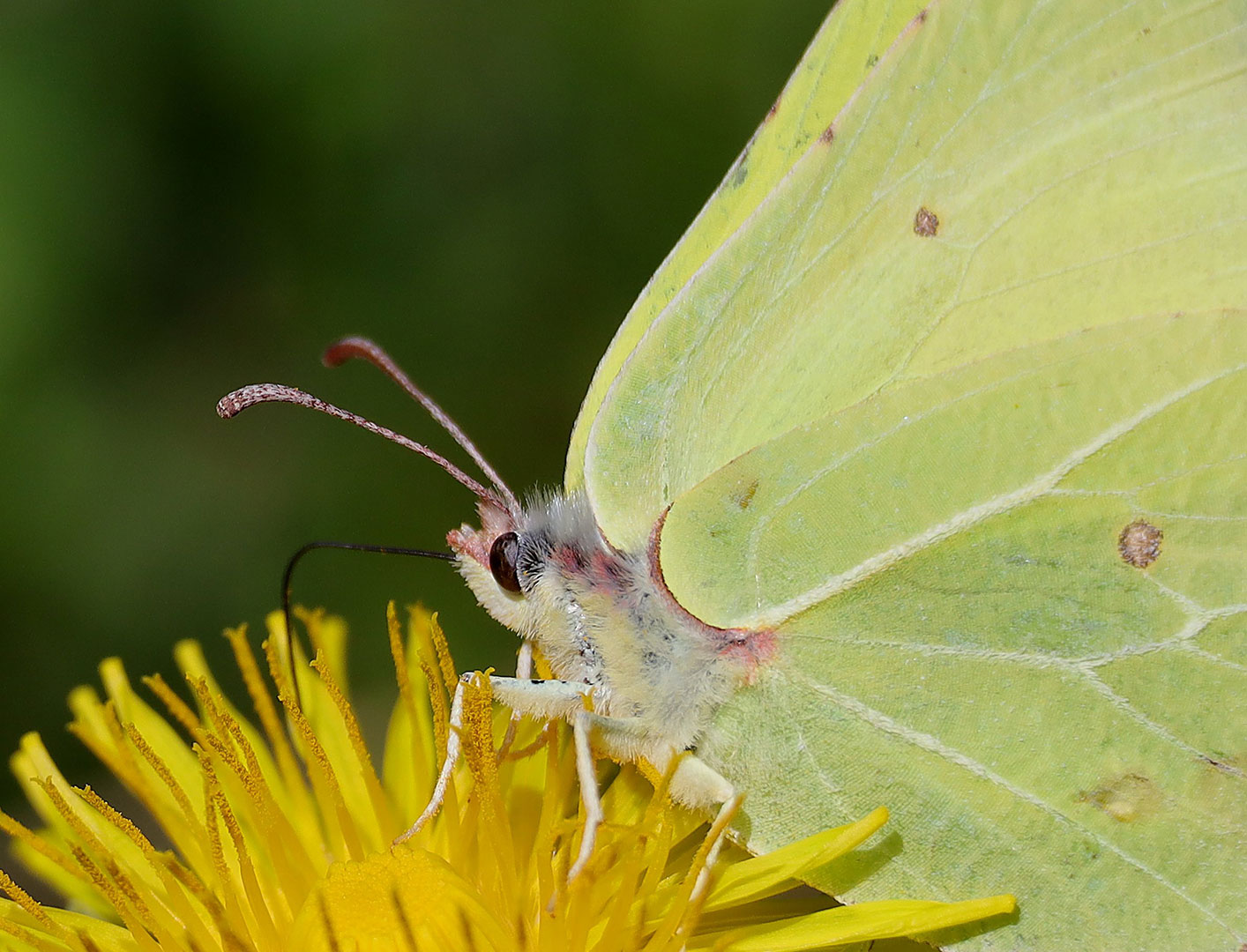 2023-05-30-Zitronenfalter-cg-6.33-3 Zitronenfalter (Foto: Claus Gebhardt)