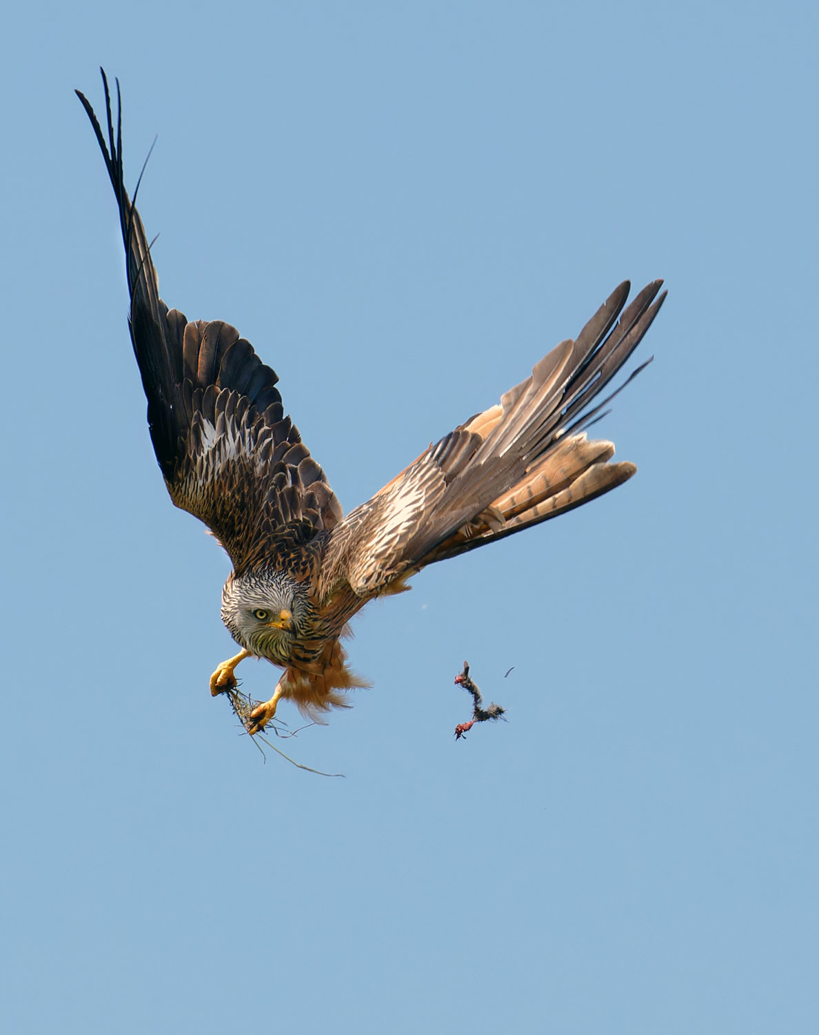 2023-05-zz03-Fressen-weg-1-mr-7.5-1 Serie: Fressen weg 1 (Foto: Michael Ritter)