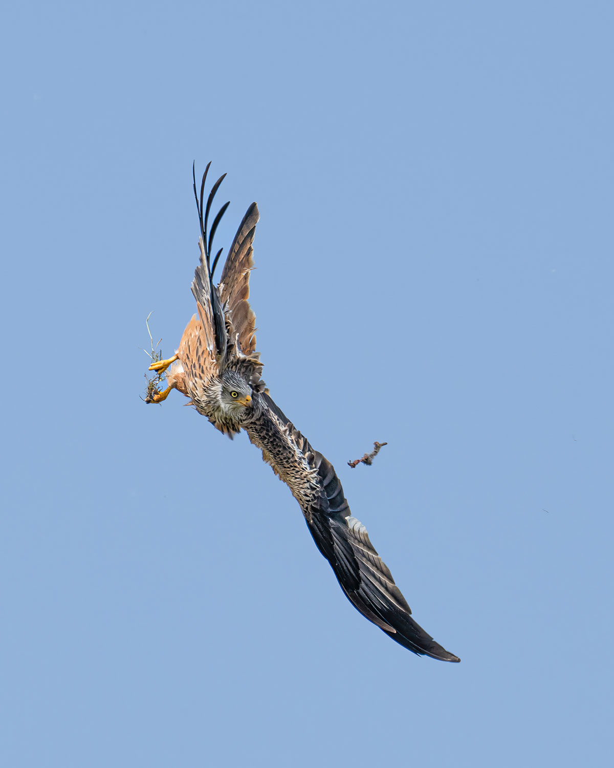 2023-05-zz03-Fressen-weg-2-mr-7.5-1 Serie: Fressen weg 2 (Foto: Michael Ritter)