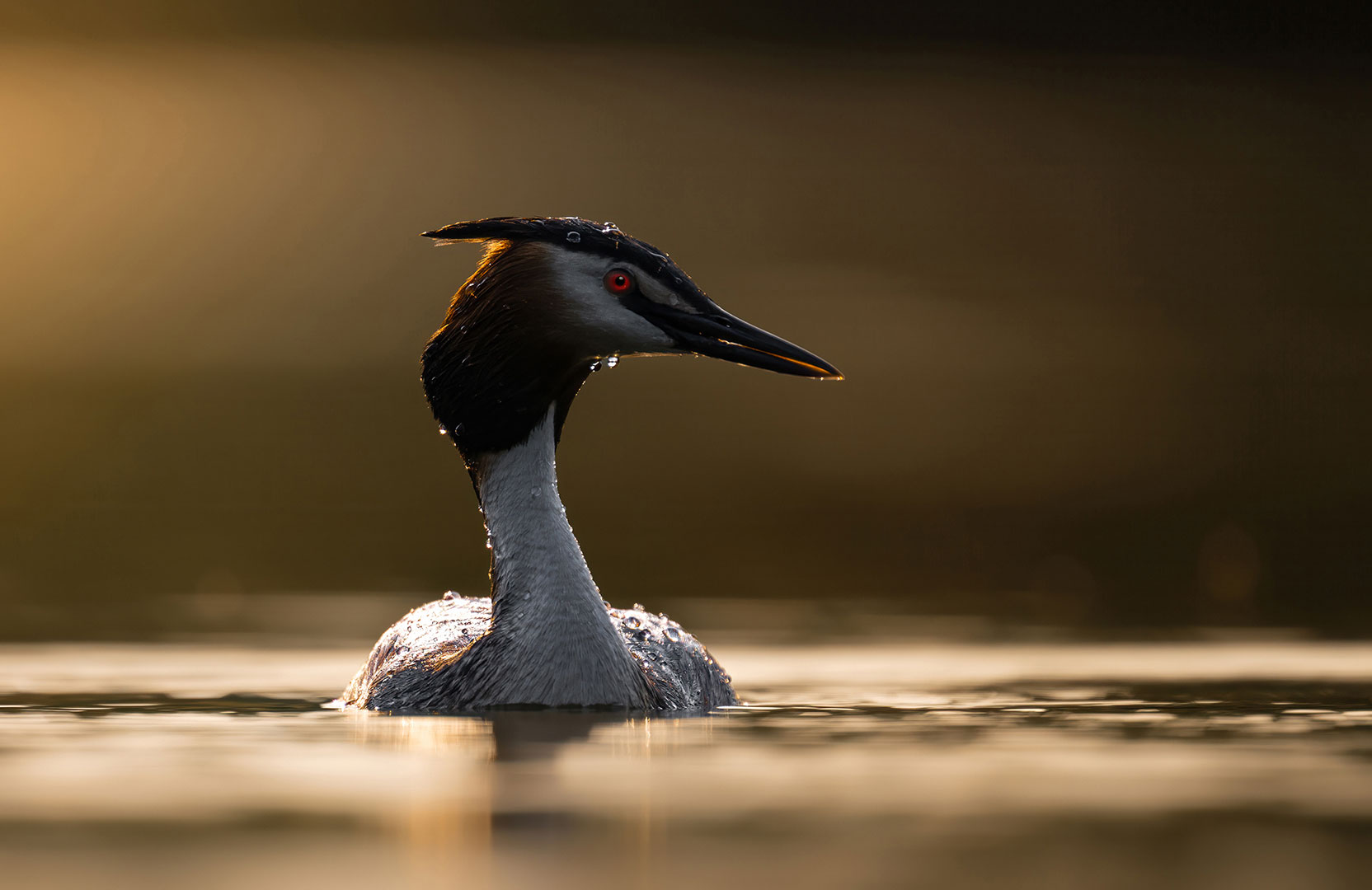 Fotoclub