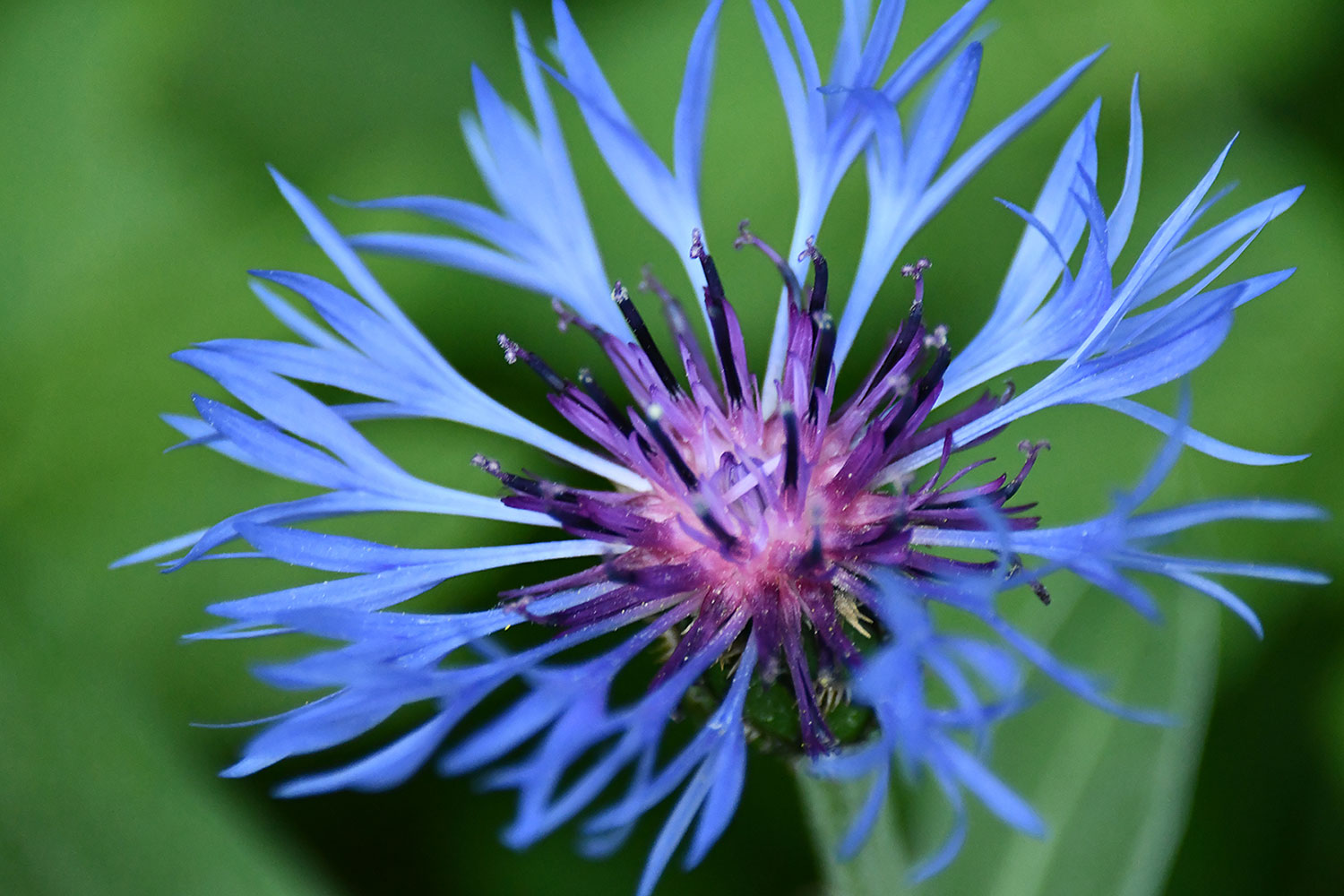 Kornblume (Foto: Günter Giese)