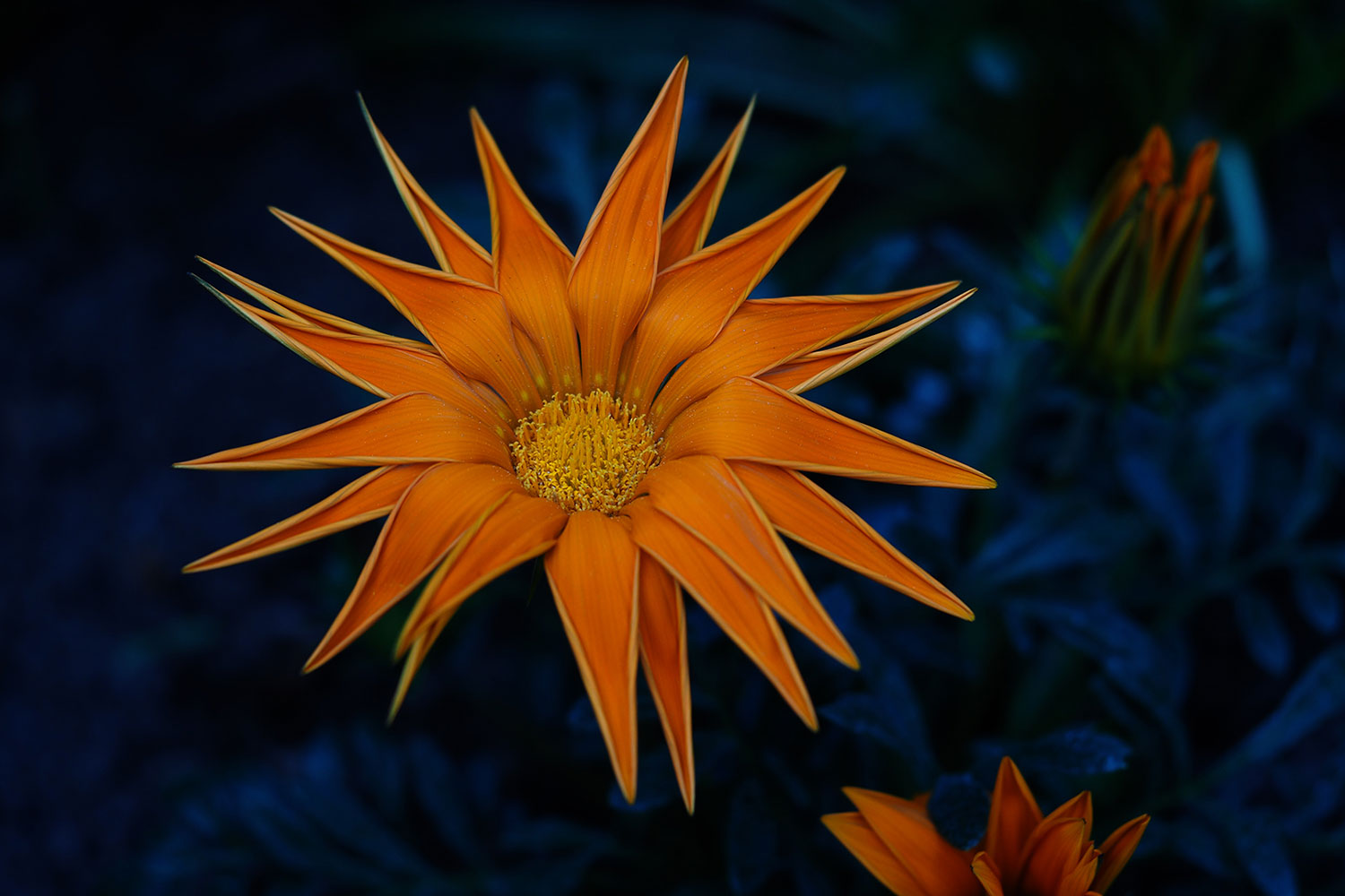 Oranger Stern (Foto: Manuela Hahnebach)