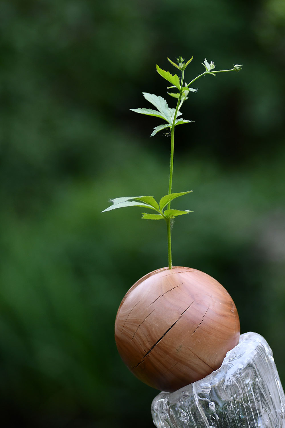 2023-06-kugel-12-Hoffnung-gg-7-1 Hoffnung (Foto: Günter Giese)