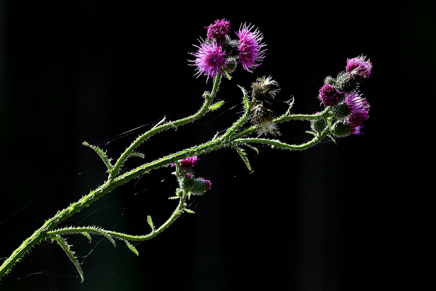 Fotoclub: Bild des Monats 7.2019
