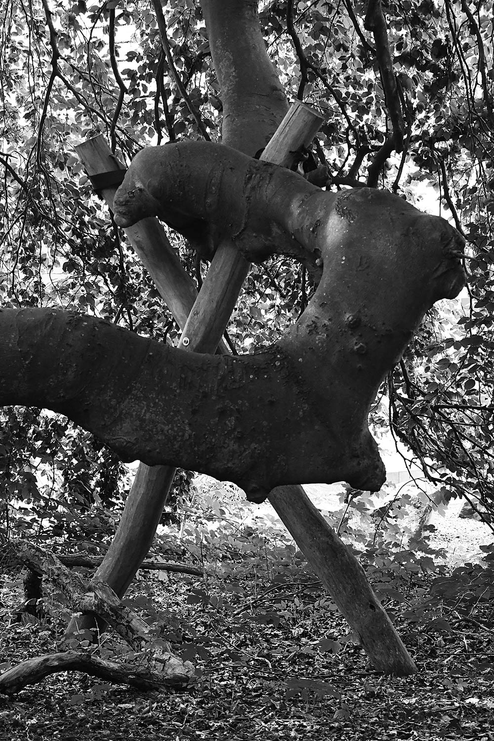 2023-09-16-Gestuetzt-gg-4.33 Gestützt (Foto: Günter Giese)