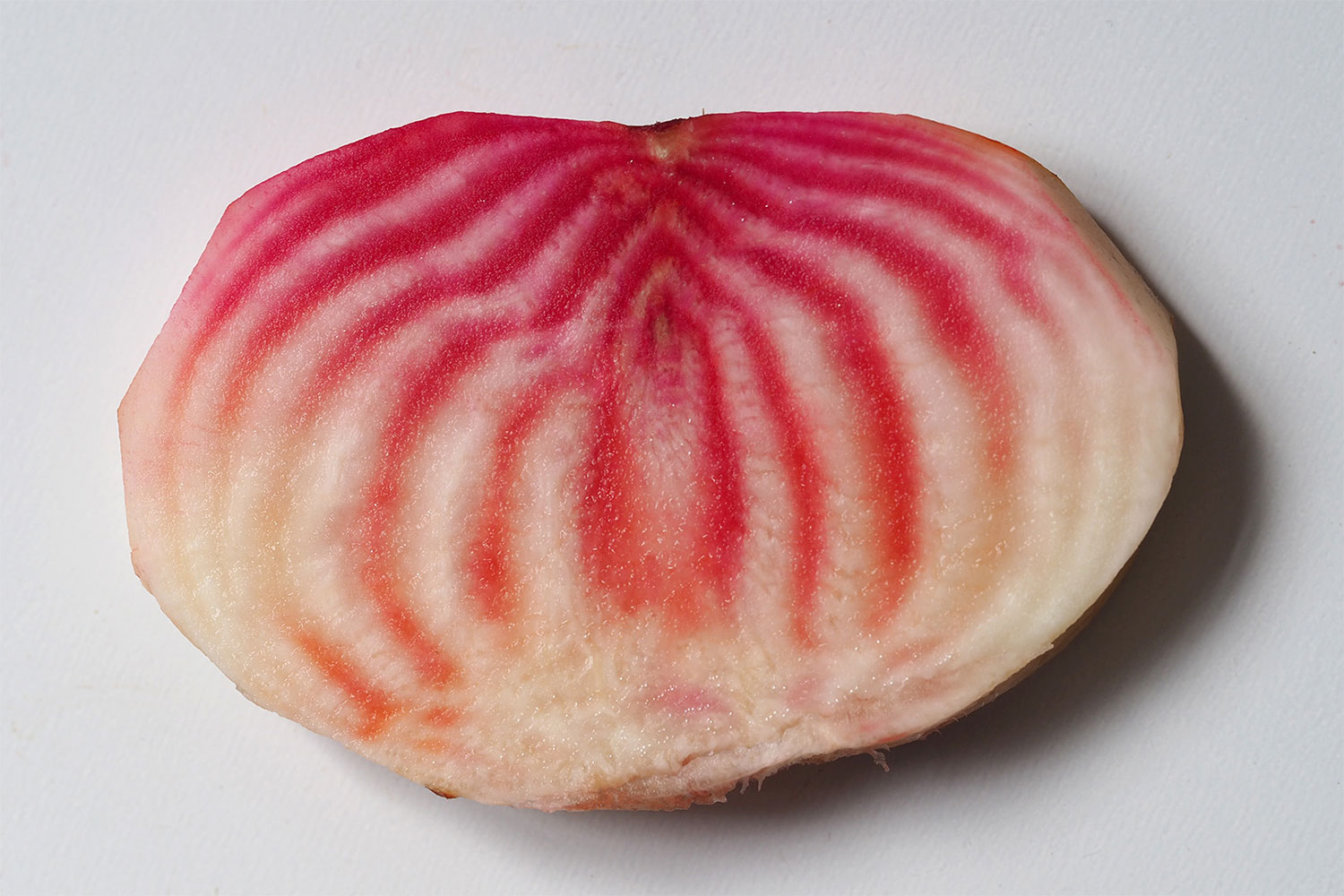 2023-09-zz04-bunte-beete-3-mh-6 Serie: Bunte Beete 3 (Foto: Manuela Hahnebach)