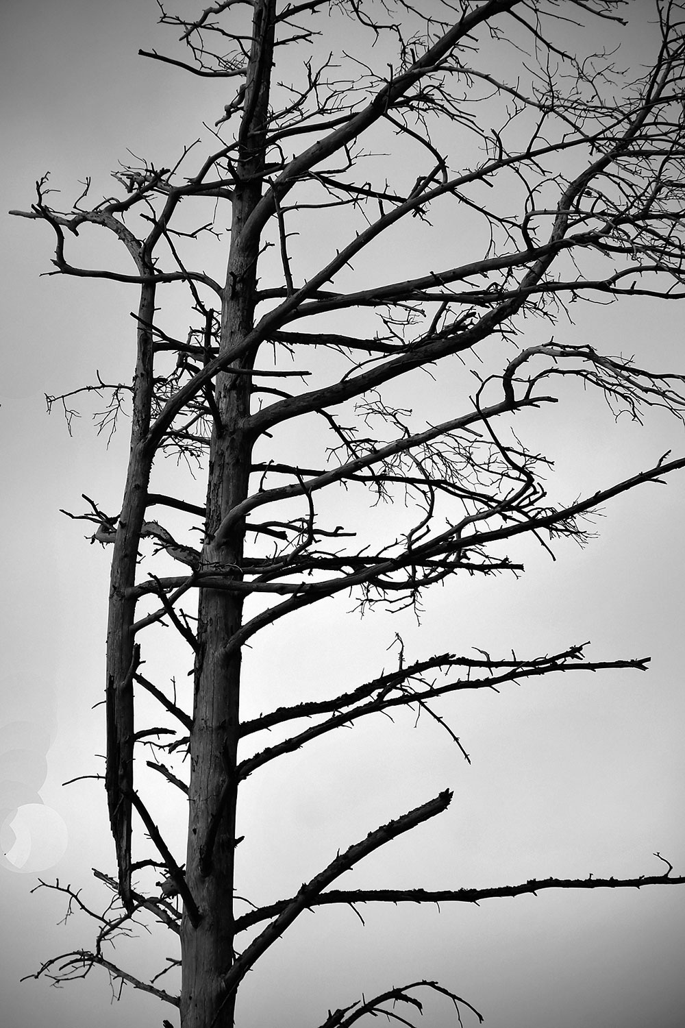 Fotoclub