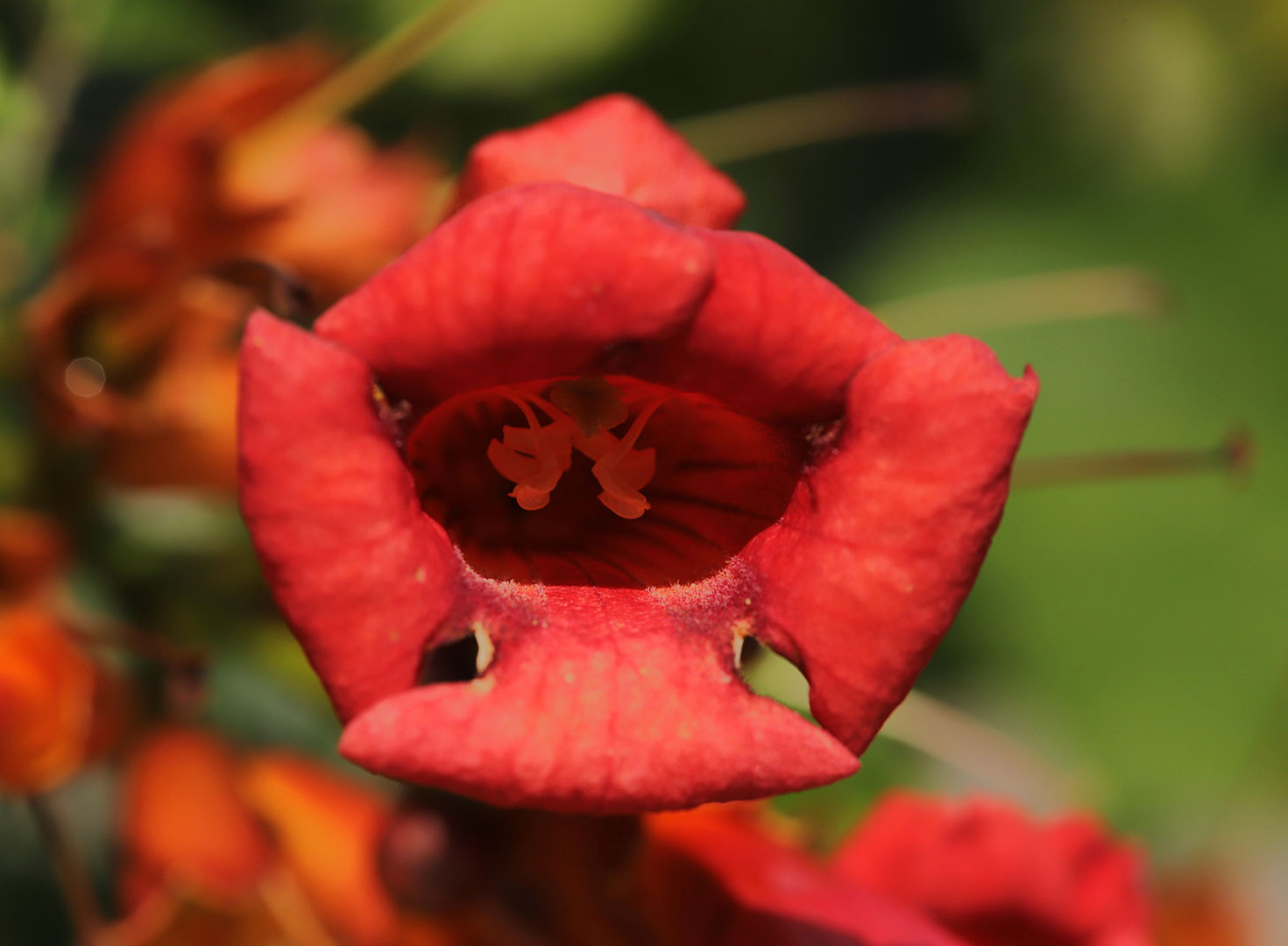 Tief im Rachen (Foto: Kerstin Wolff)