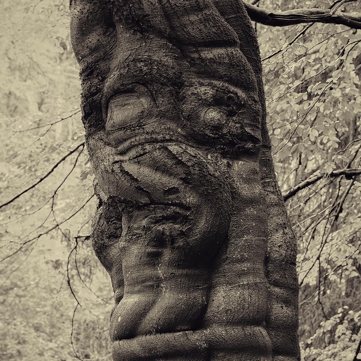 Baumgesicht (Foto: Michael Stürtz)