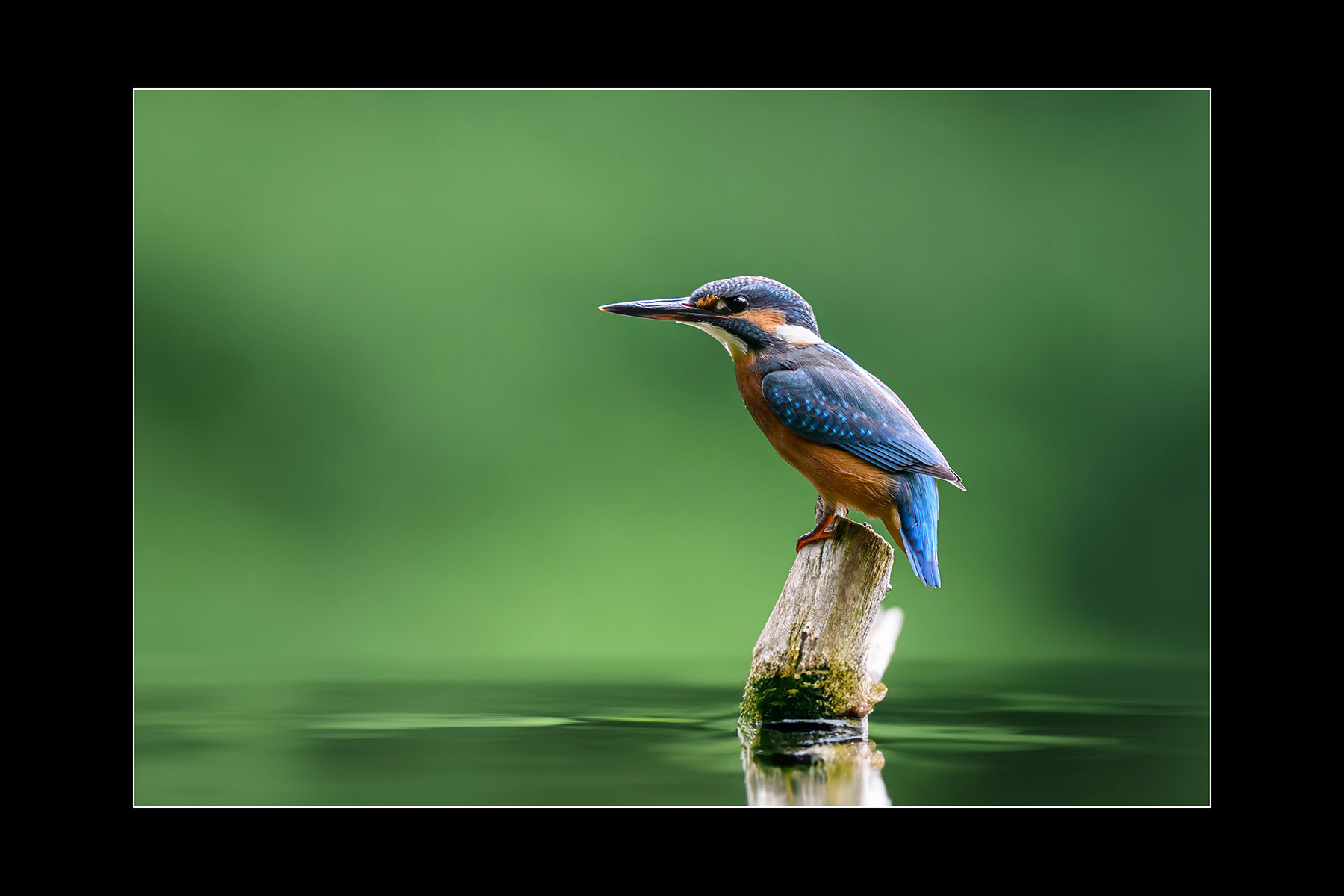 Auf der Lauer (Foto: Michael Ritter)