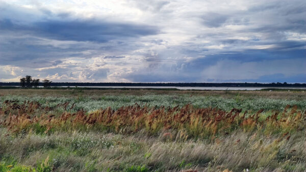 Am Bodden (Foto: Peter Maximilian Schmidt)