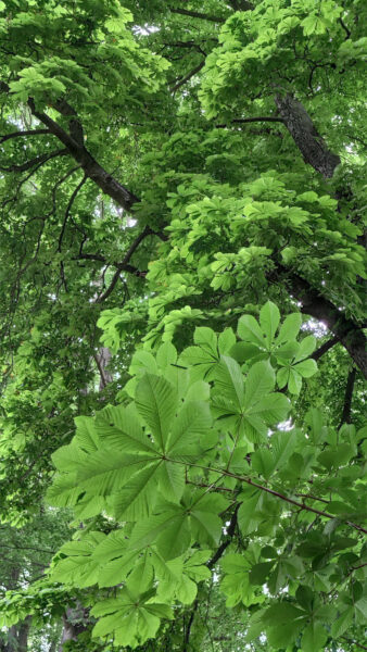 Blattgrün (Foto: Peter Maximilian Schmidt)