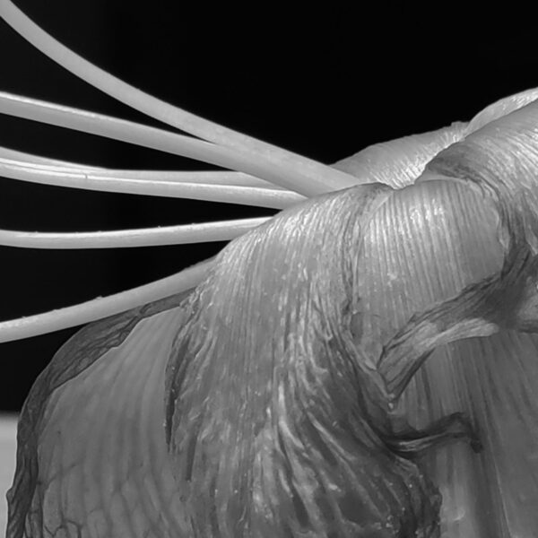 Blüte (Foto: Peter Maximilian Schmidt)