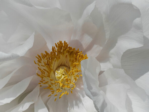 Blütenpracht (Foto: Roland Kastner)