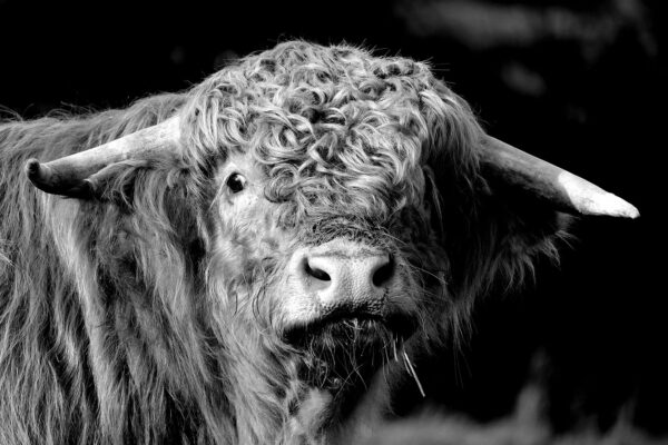 Einauge (Foto: Claus Gebhardt)