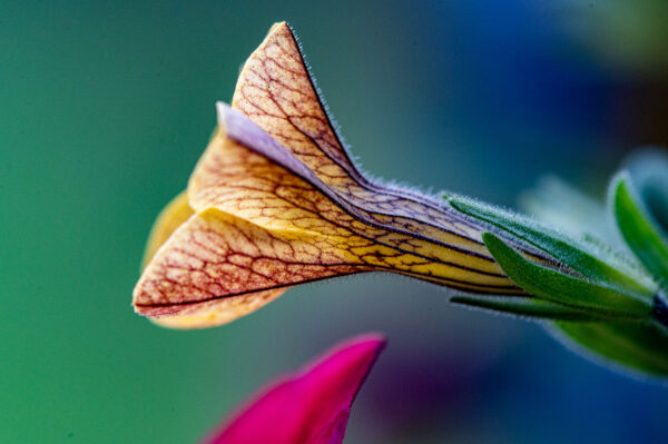 Entgegen (Foto: Uli Pfeufer)