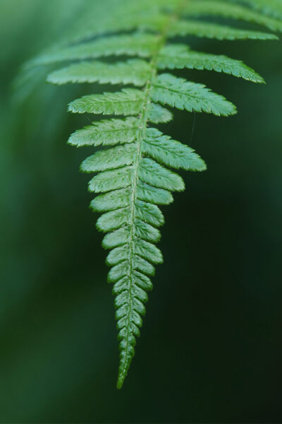 Farngrün (Foto: Manuela Hahnebach)