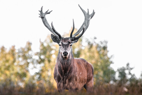 Herr des Waldes (Foto: Jens Gutberlet)