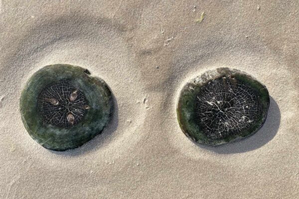 Holzaugen (Foto: Andreas Kuhrt)