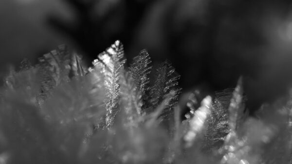 Kristallzart (Foto: Kerstin Wolff)