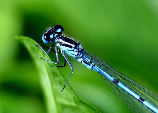 Libelle (Foto: Claus Gebhardt)