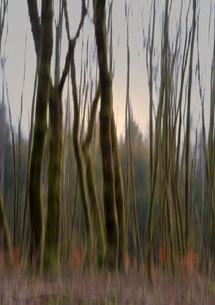 Morgenlicht (Foto: Claus Gebhardt)