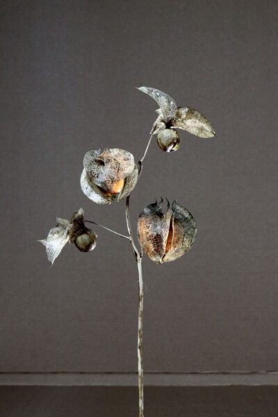 Nicandra (Foto: Peter Maximilian Schmidt)