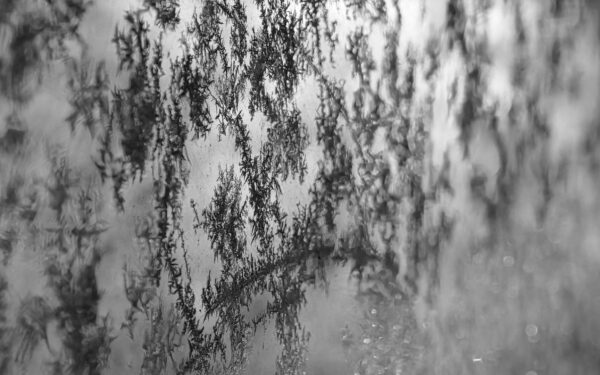 Schwarzes Eis (Foto: Roland Kastner)