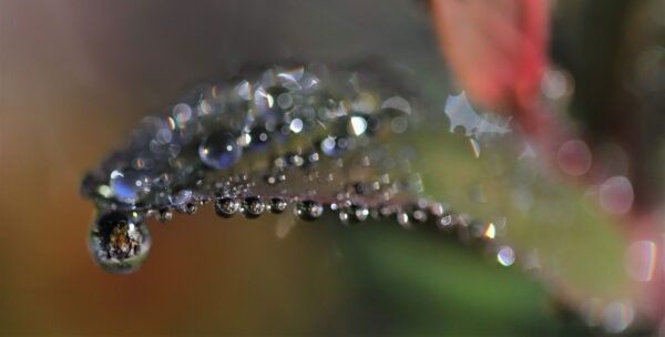 Spiegeltropfen (Foto: Kerstin Wolff)