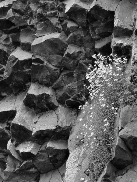 Steingarten (Foto: Ines Koch)