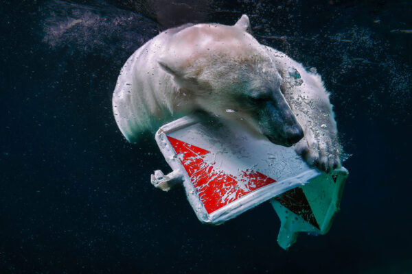 Serie: Eisbär 1 (Foto: Jens Gutberlet)