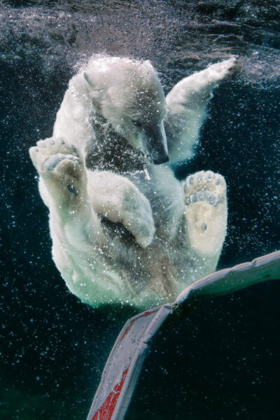 Serie: Eisbär 2 (Foto: Jens Gutberlet)