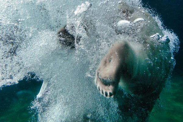 Serie: Eisbär 3 (Foto: Jens Gutberlet)