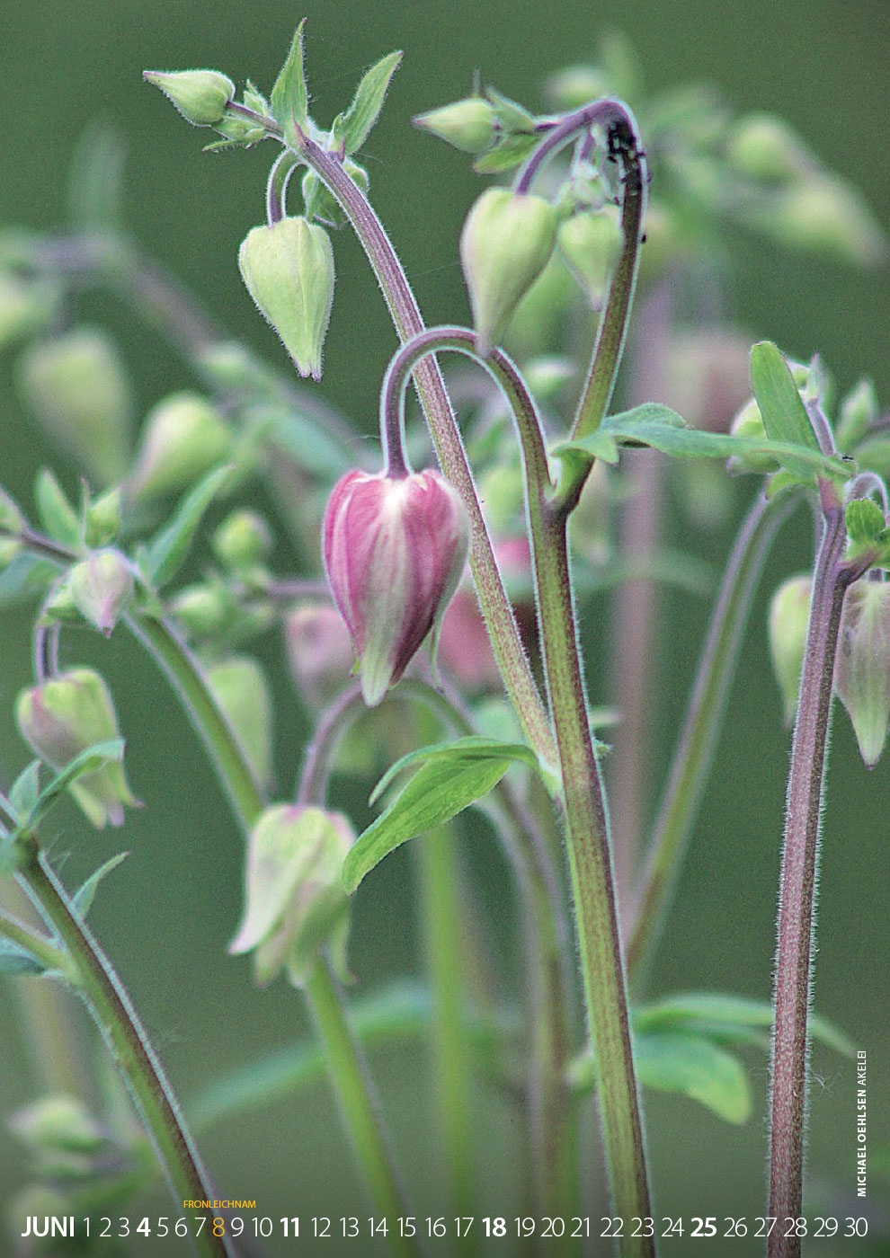 2023-fotoclub-kontrast-suhl-kalender-06 Kalender Fotoclub Kontrast Suhl 2023: Juni: Akelei (Foto: Michael Oehlsen)