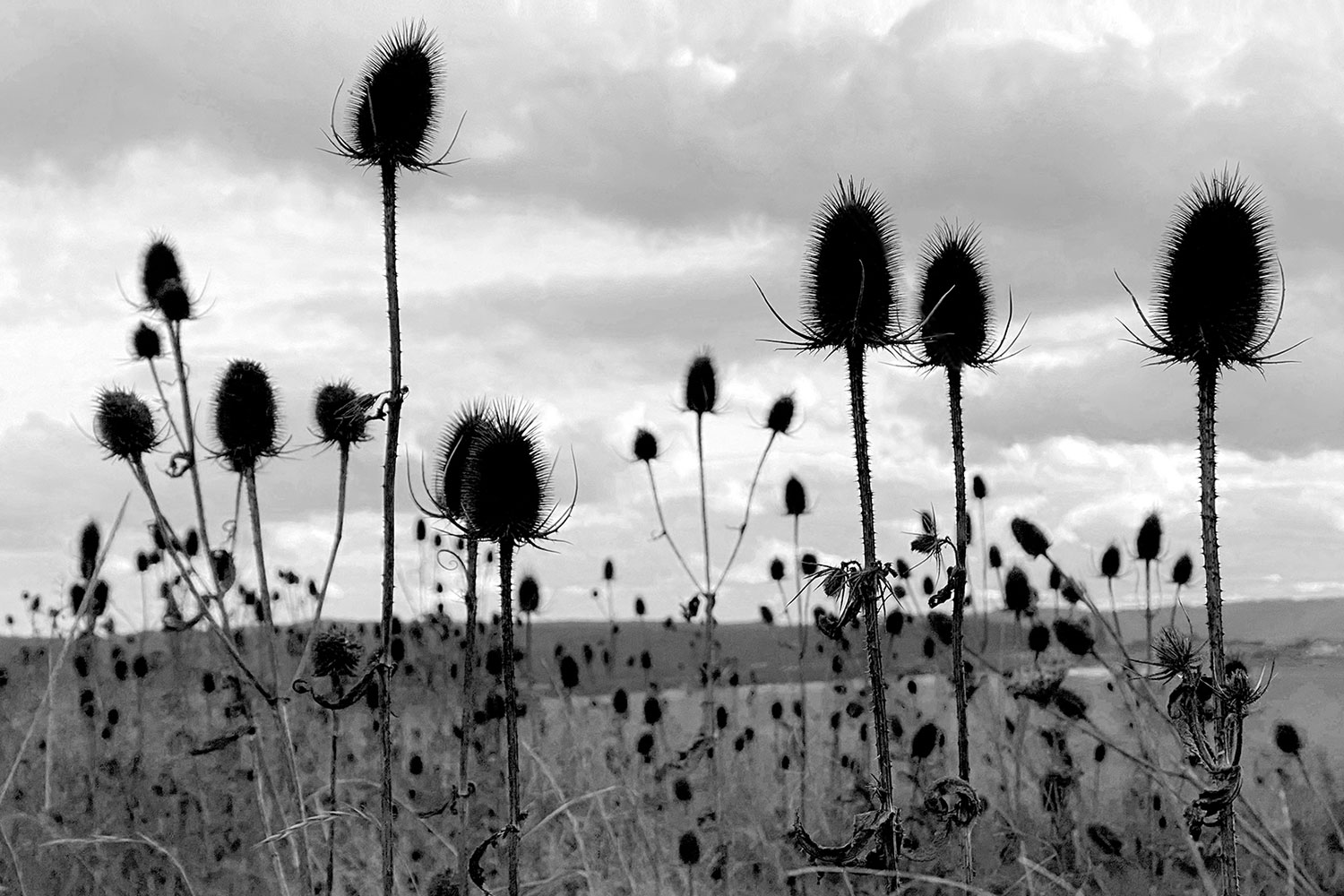 Fotoclub: Gartentreffen