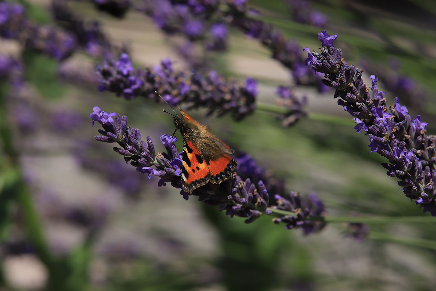 Fotoclub: Bild des Monats 1.2018