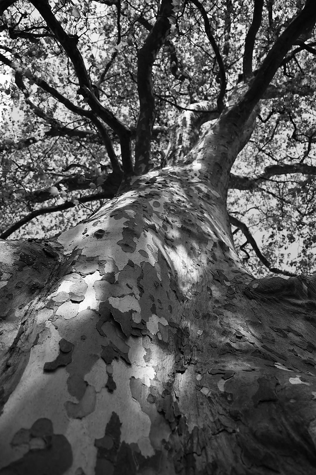 Fotoclub