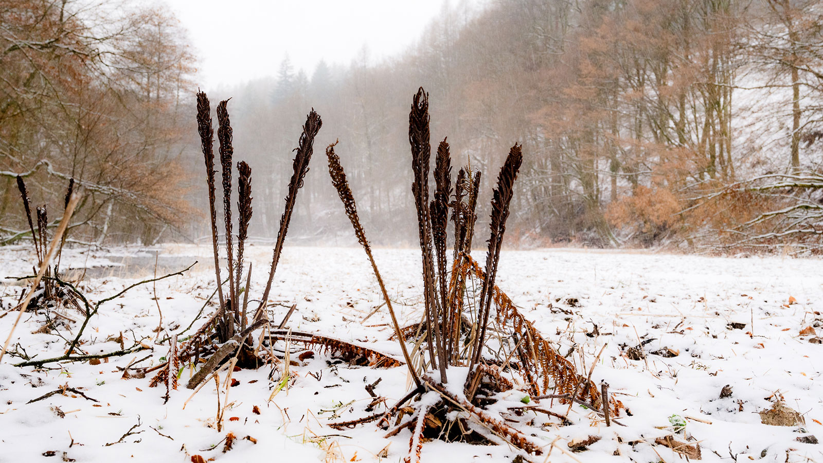 Rudiment (Foto: Uli Pfeufer)