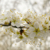 Blütenrausch (Foto: Andreas Kuhrt)