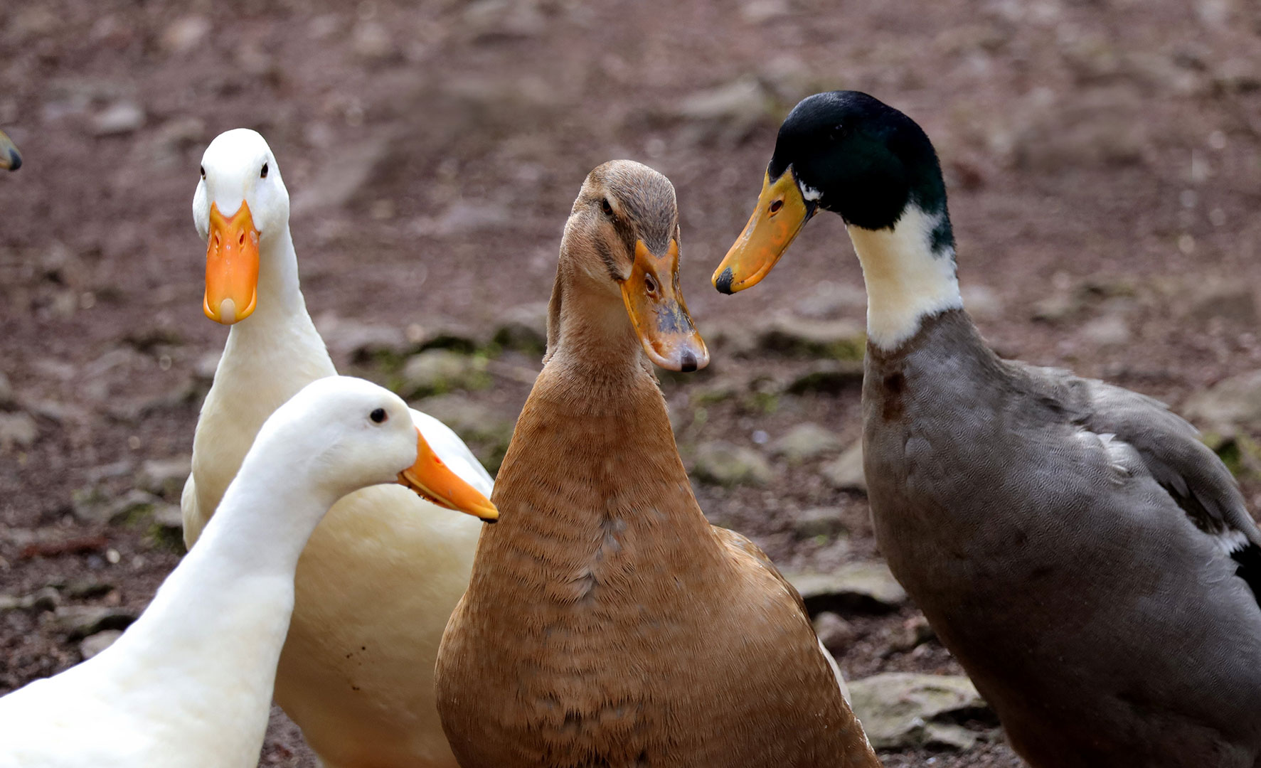 Ententratsch (Foto: Claus Gebhardt)