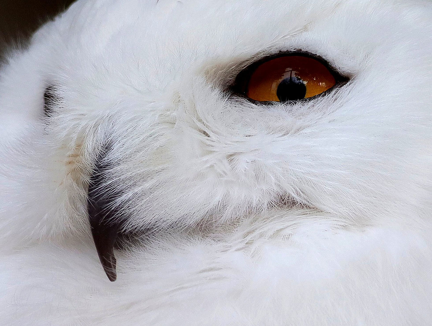 Serie: Eulen 3 (Foto: Claus Gebhardt)