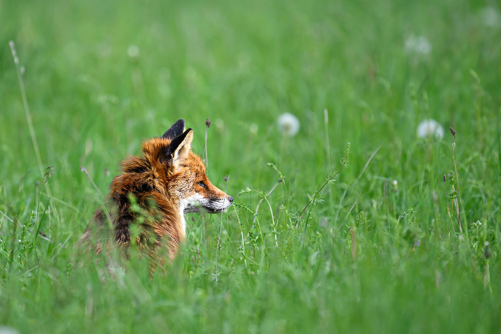Reineke (Foto: Michael Ritter)