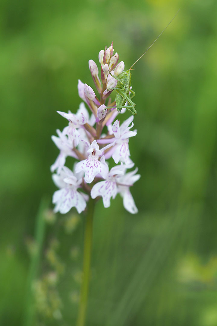 Getarnt (Foto: Manuela Hahnebach)