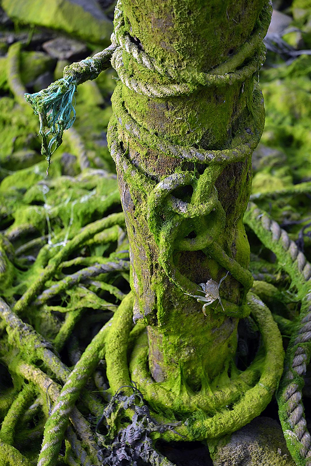 Grüne Spuren (Foto: Günter Giese)