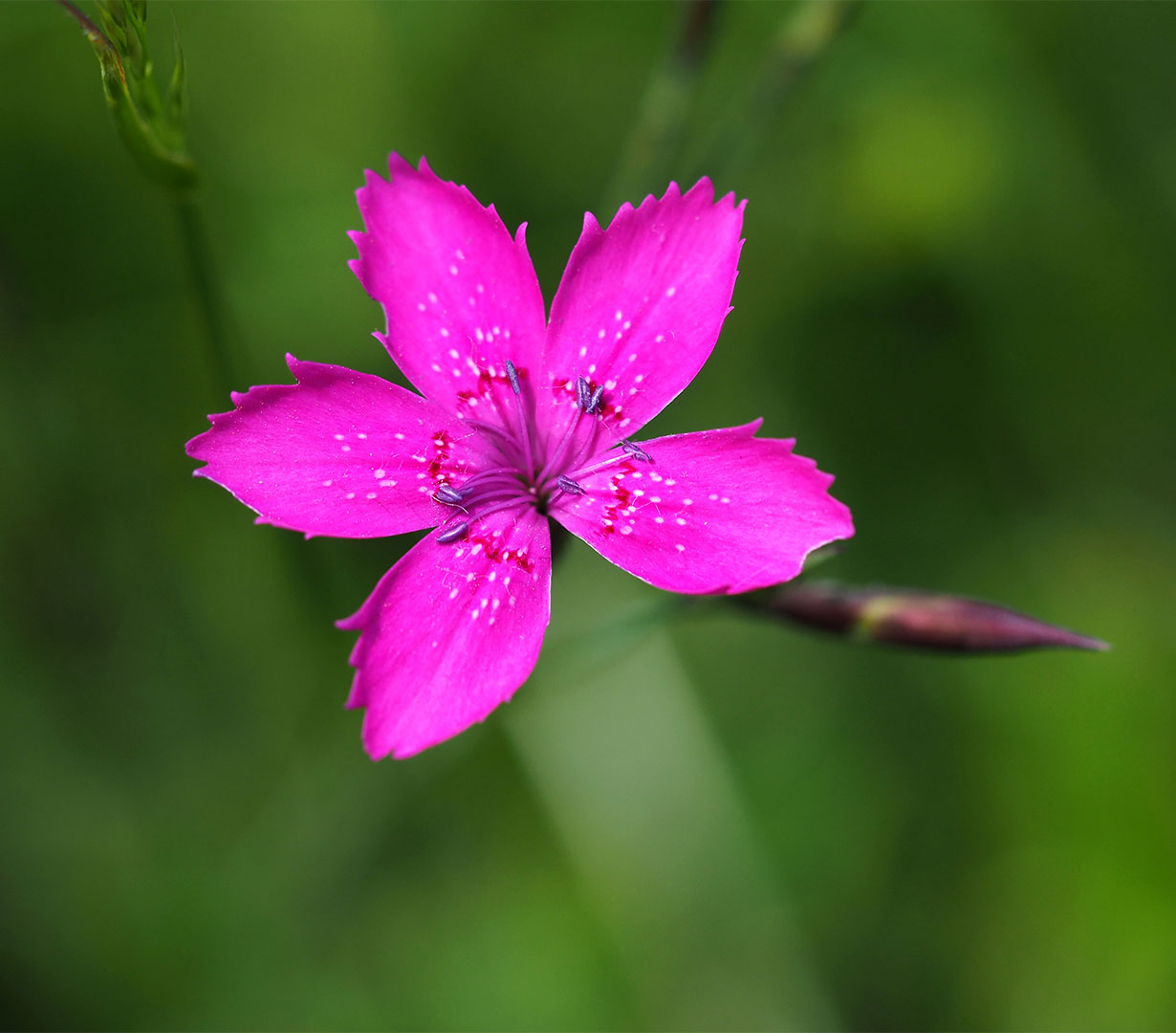 Karthäuser Nelke (Foto: Manuela Hahnebach)