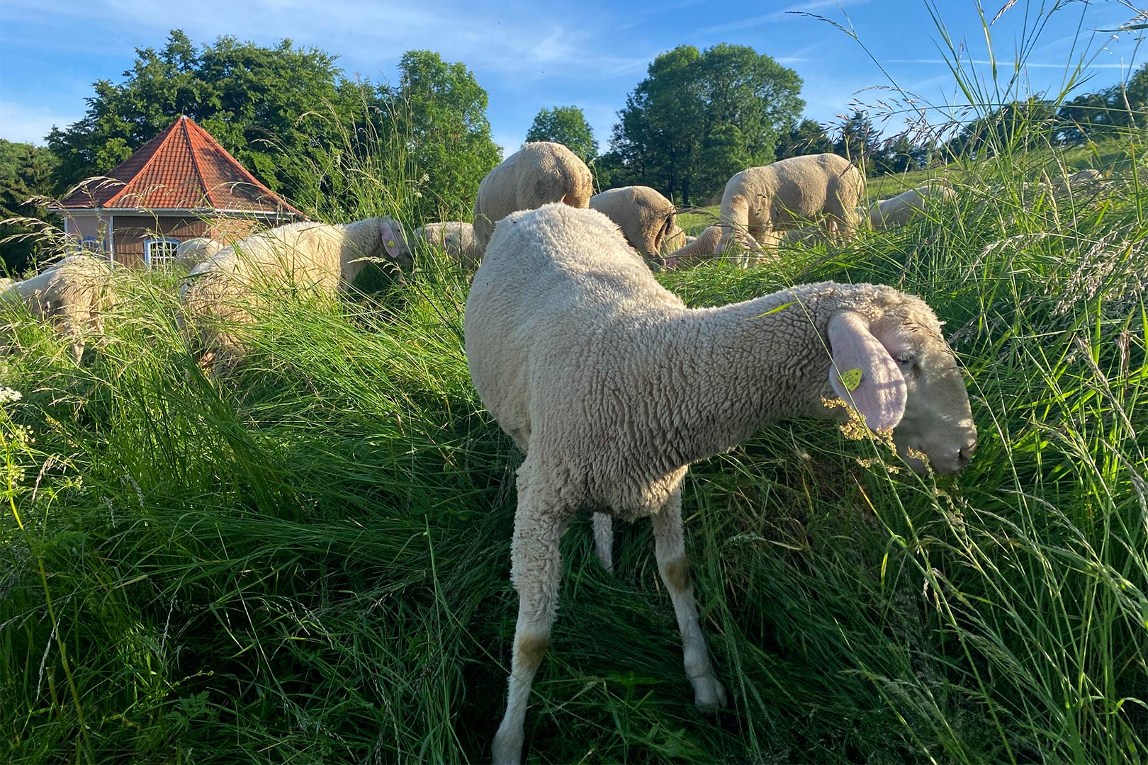 Rasen-mä-her (Foto: Andreas Kuhrt)