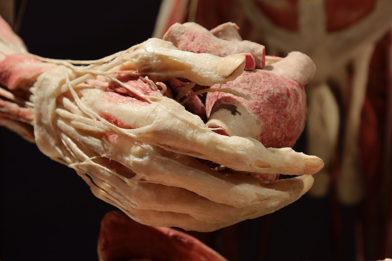 Serie: Herz-OP 2 (Foto: Claus Gebhardt)