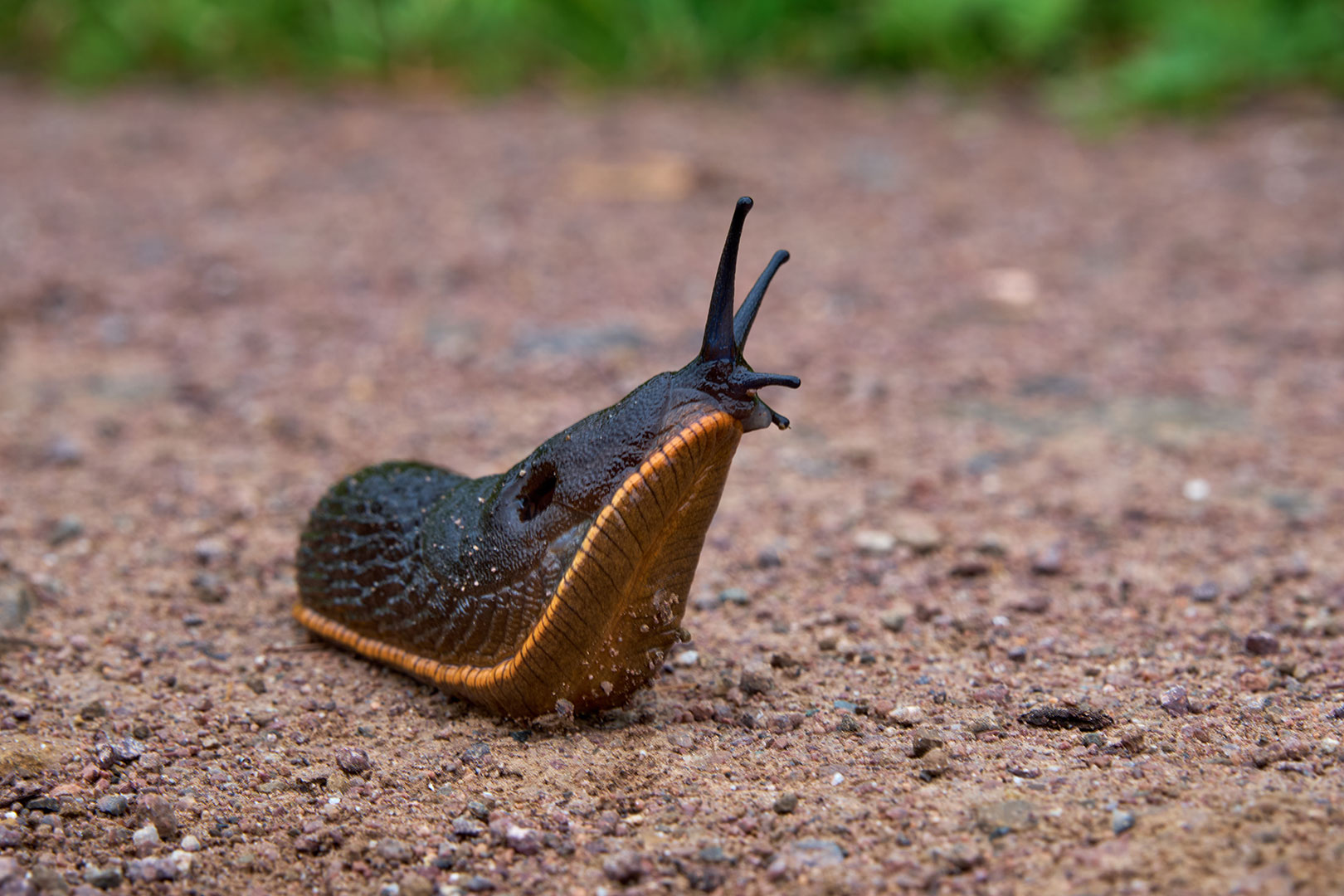 Einsendeschluß IGA Berlin 2017