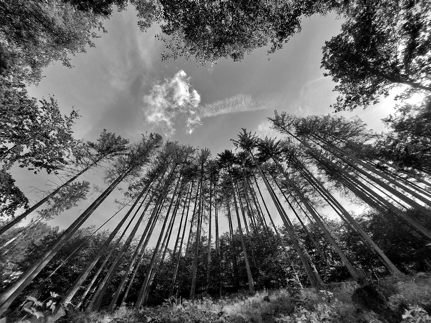 2024-08-23-Hoch-hinaus-5.67 Hoch hinaus (Foto: Claus Gebhardt)
